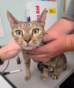 Sprinkles -  Domestic Short Hair Cat for Adoption in Athens, Tennessee - Sprinkles | PetCurious
