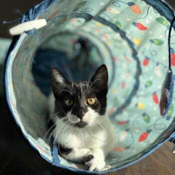 Seraphina 22791 -  Domestic Short Hair Cat for Adoption in Minneapolis, Minnesota - Seraphina 22791 | PetCurious