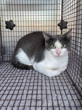 Warbler -  Domestic Short Hair Cat Available for Adoption in New Braunfels, Texas - Warbler | PetCurious