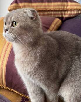 Rescue Scottish Fold Cats for Adoption in Snow Hill, Maryland - Gertrude | PetCurious