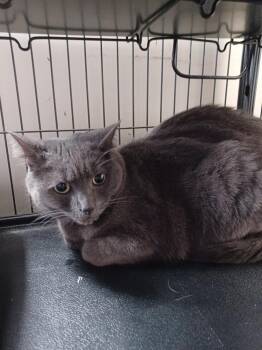 5118 Gabby -  Domestic Short Hair Cat for Adoption in Hartwell, Georgia - 5118 Gabby | PetCurious
