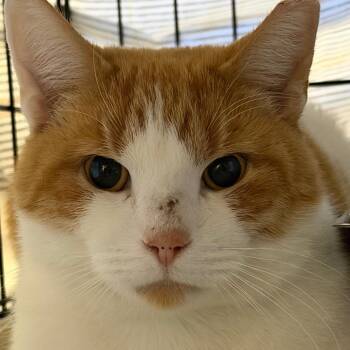 Dean -  Domestic Short Hair Cat for Adoption in Pittsford, Vermont - Dean | PetCurious