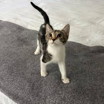 Claire -  Domestic Short Hair Cat for Adoption in Buffalo, New York - Claire | PetCurious