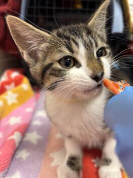 Tina -  Domestic Short Hair Cat for Adoption in Santa Rosa, California - Tina | PetCurious