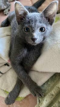 Jerry -  Domestic Short Hair Cat for Adoption in Versailles, Kentucky - Jerry | PetCurious