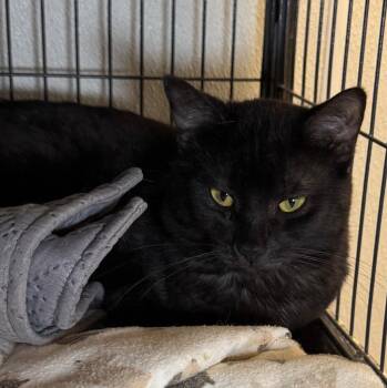 Shadow -  Domestic Short Hair Cat for Adoption in Saginaw, Michigan - Shadow | PetCurious