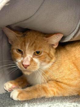 Smudge -  Domestic Short Hair Cat for Adoption in St. Cloud, Florida - Smudge | PetCurious
