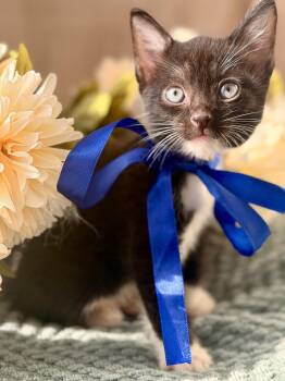Tom- Transport -  Domestic Short Hair Cat for Adoption in Gradyville, Kentucky - Tom- Transport | PetCurious