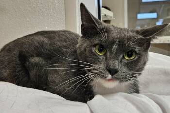 Rescue Domestic Short Hair Cats for Adoption in Fremont, Ohio - Spring | PetCurious