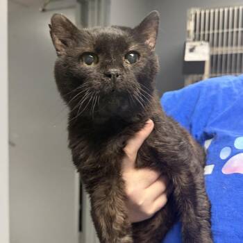 Domestic Short Hair Cats Available for Adoption in Marion, Virginia - Tennesee (aka 10C) | PetCurious