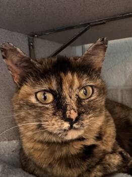 Domestic Short Hair Cats Available for Adoption in Salt Lake City, Utah - Bubbles | PetCurious