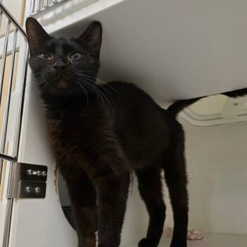 True Black -  Domestic Medium Hair Cat for Adoption in Phoenix, Arizona - True Black | PetCurious