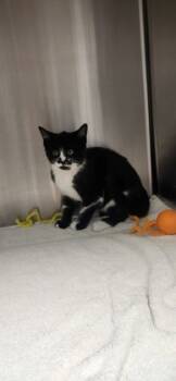 Rescue Domestic Short Hair Cats for Adoption in Fishers, Indiana - Noelle | PetCurious