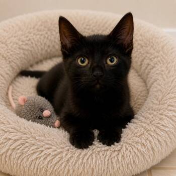 Stitch -  Bombay and Domestic Short Hair Cat for Adoption in Hillsboro, Texas - Stitch | PetCurious