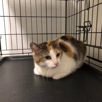 Rosemary -  Domestic Short Hair Cat for Adoption - Rosemary | PetCurious