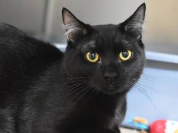 Valley Falls -  Domestic Short Hair Cat for Adoption in Portland, Oregon - Valley Falls | PetCurious