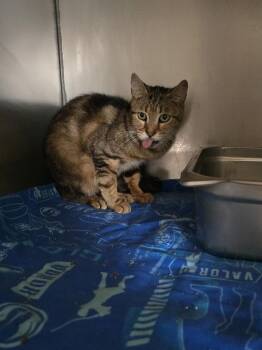 Domestic Short Hair Cats Available for Adoption in Pine Grove, Pennsylvania - Grizz | PetCurious