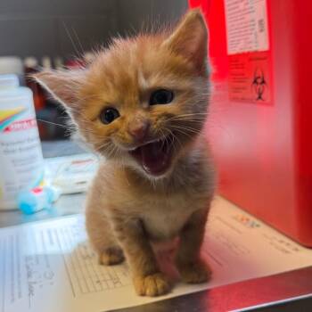 Duie -  Domestic Short Hair Cat for Adoption in Tuscaloosa, Alabama - Duie | PetCurious