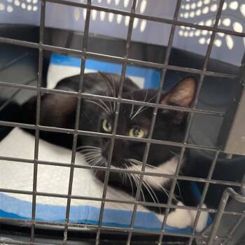 Wilma -  Domestic Short Hair Cat for Adoption in St. Helena, California - Wilma | PetCurious