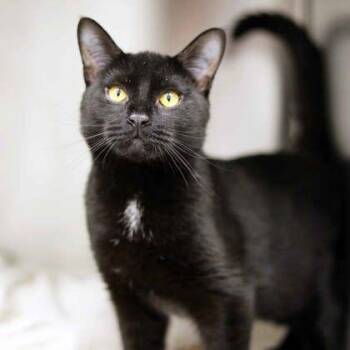 Domestic Short Hair Cats Available for Adoption - Oscar | PetCurious
