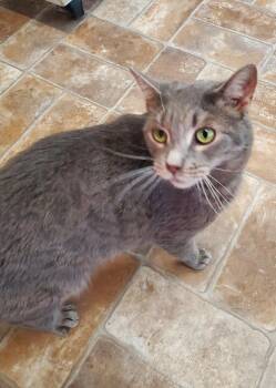 Domestic Short Hair Cats Available for Adoption in Altoona, Pennsylvania - Wormwood | PetCurious