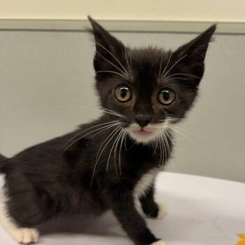 Lulu -  Domestic Short Hair Cat for Adoption in Tampa, Florida - Lulu | PetCurious