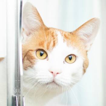 Domestic Short Hair Cats Available for Adoption in Middletown, Rhode Island - Cornelius | PetCurious