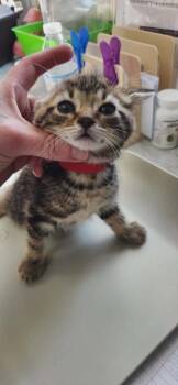 Cherry -  American Shorthair Cat for Adoption in Van Wert, Ohio - Cherry | PetCurious