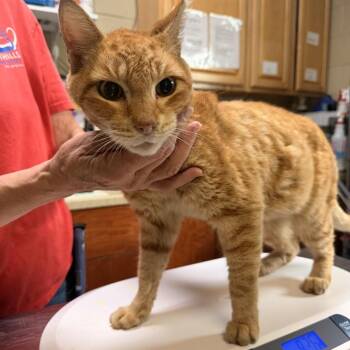 Curious George -  Domestic Short Hair Cat for Adoption in Columbus, North Carolina - Curious George | PetCurious