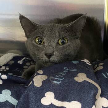 Lady Grey -  Domestic Short Hair Cat for Adoption in Walker, Michigan - Lady Grey | PetCurious