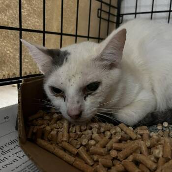 Chamber -  Domestic Short Hair Cat for Adoption in Lyndhurst, Virginia - Chamber | PetCurious