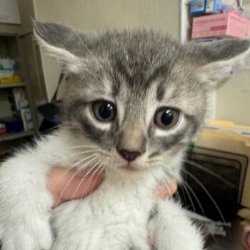 Frosting -  Domestic Short Hair Cat for Adoption in Pekin, Illinois - Frosting | PetCurious