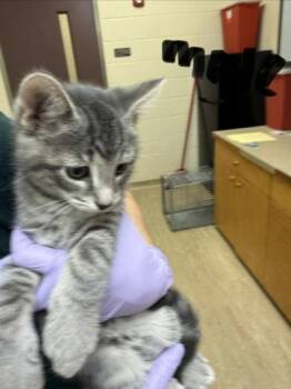Tiger -  Domestic Short Hair Cat for Adoption in West Chester, Pennsylvania - Tiger | PetCurious