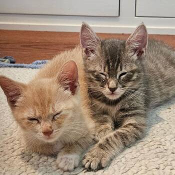 Pip-Boy -  Domestic Short Hair Cat for Adoption in Newark, New Jersey - Pip-Boy | PetCurious