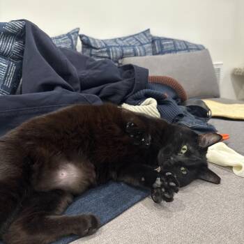 Rescue Domestic Short Hair Cats for Adoption in Asbury Park, New Jersey - Panther | PetCurious