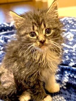 Pirate -  Domestic Medium Hair Cat for Adoption in Saint Francisville, Louisiana - Pirate | PetCurious