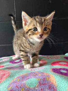 Domestic Short Hair Cats Available for Adoption in Effingham, Illinois - Cannon | PetCurious