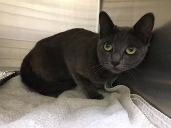 JELLYBEAN -  Domestic Short Hair Cat for Adoption in Tustin, California - JELLYBEAN | PetCurious