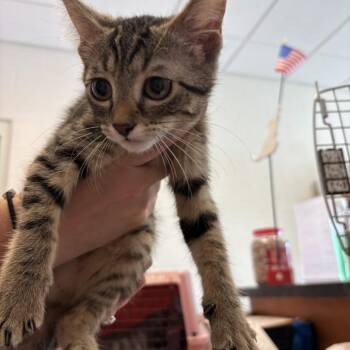 Cornbread Supreme -  Domestic Short Hair Cat for Adoption in Gloucester, Virginia - Cornbread Supreme | PetCurious