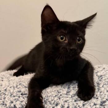 Rescue Domestic Short Hair Cats for Adoption in Gastonia, North Carolina - Tomasa | PetCurious
