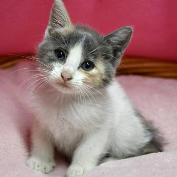 Salata -  Domestic Short Hair Cat for Adoption in Beaumont, Texas - Salata | PetCurious