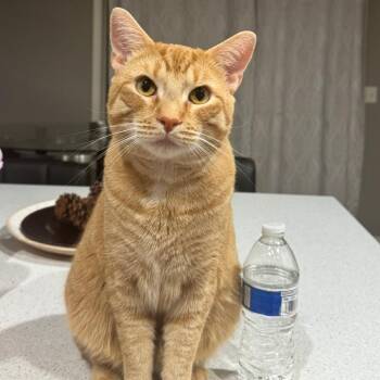 Flounder -  Domestic Medium Hair Cat for Adoption in South Elgin, Illinois - Flounder | PetCurious
