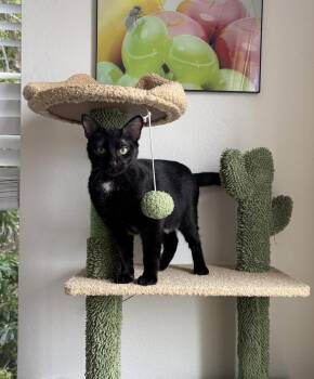 Rescue Domestic Short Hair Cats for Adoption in Los Angeles, California - Jiji | PetCurious