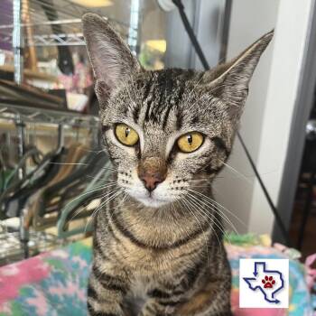 Liberty (Libby) -  Domestic Short Hair Cat for Adoption in Houston, Texas - Liberty (Libby) | PetCurious