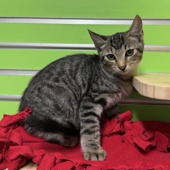 Jigglypuff -  Domestic Short Hair Cat for Adoption - Jigglypuff | PetCurious