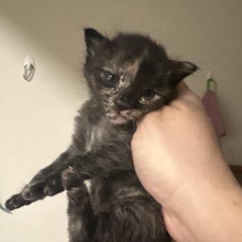 Mag Pie -  Domestic Short Hair Cat for Adoption in Elfin Forest, California - Mag Pie | PetCurious