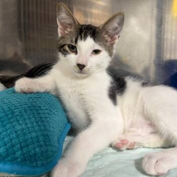 Spades -  Domestic Short Hair Cat for Adoption in Wappingers Falls, New York - Spades | PetCurious