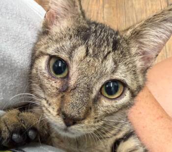 Dexter -  Domestic Short Hair Cat for Adoption in Cambridge, Maryland - Dexter | PetCurious