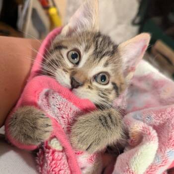 Chrissy -  Domestic Short Hair Cat for Adoption in Reisterstown, Maryland - Chrissy | PetCurious