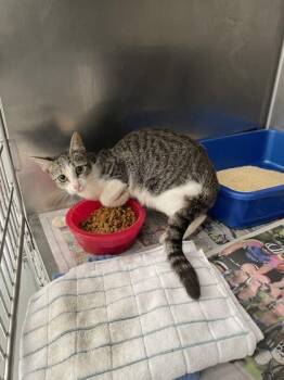 Storm -  Domestic Short Hair Cat for Adoption in Daytona Beach, Florida - Storm | PetCurious